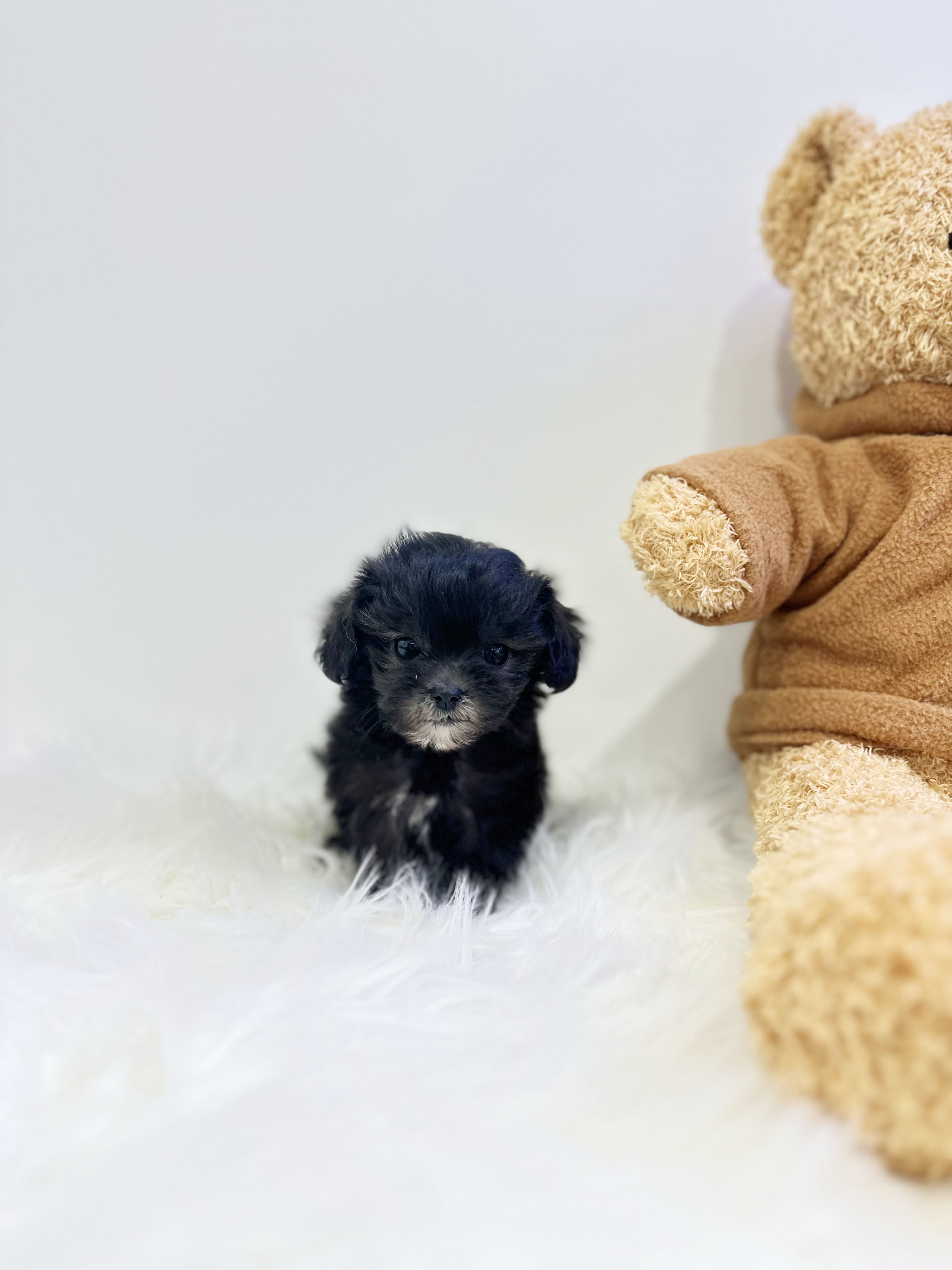 말티푸분양(10만원부터)